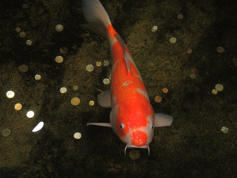 The Neighbor’s Goldfish