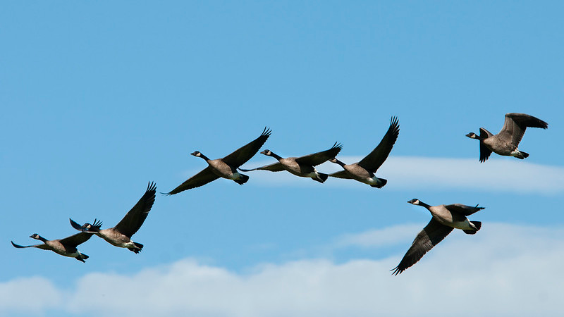 Sven geese soaring with bright blue sky in the background