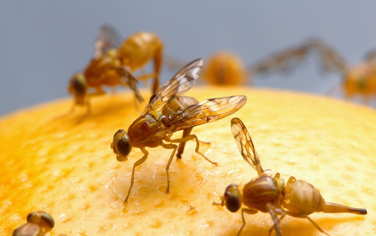 Fruit flies gather on a piece of fruit
