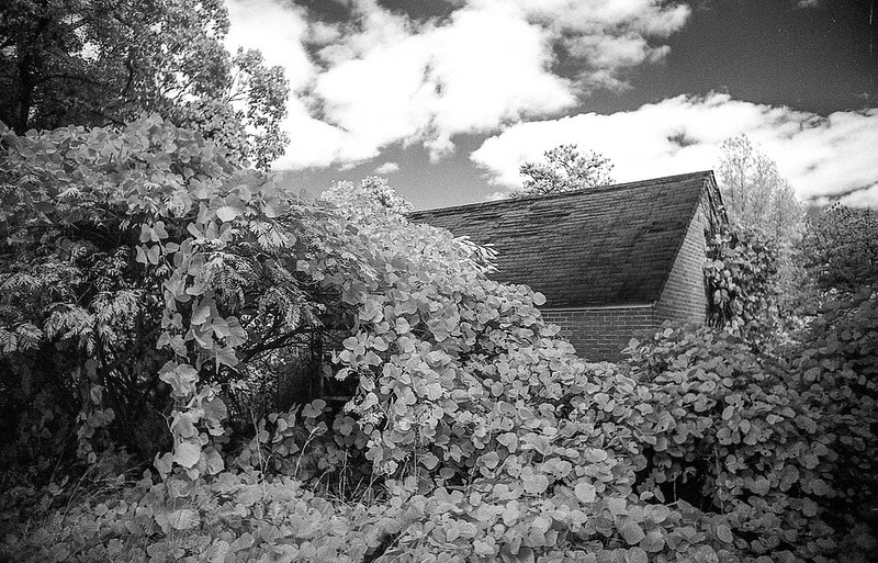 B&W image of kudzu overtaking a ramshackled wooden structure