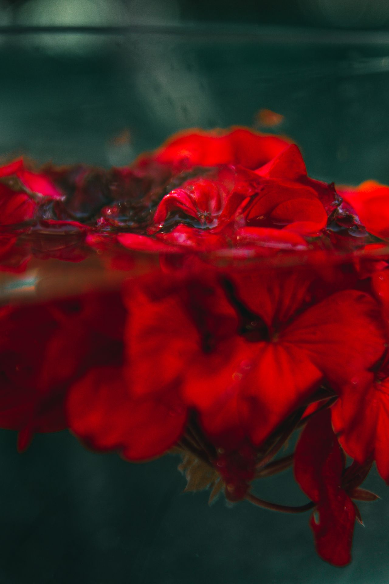 Bed of red blossoms