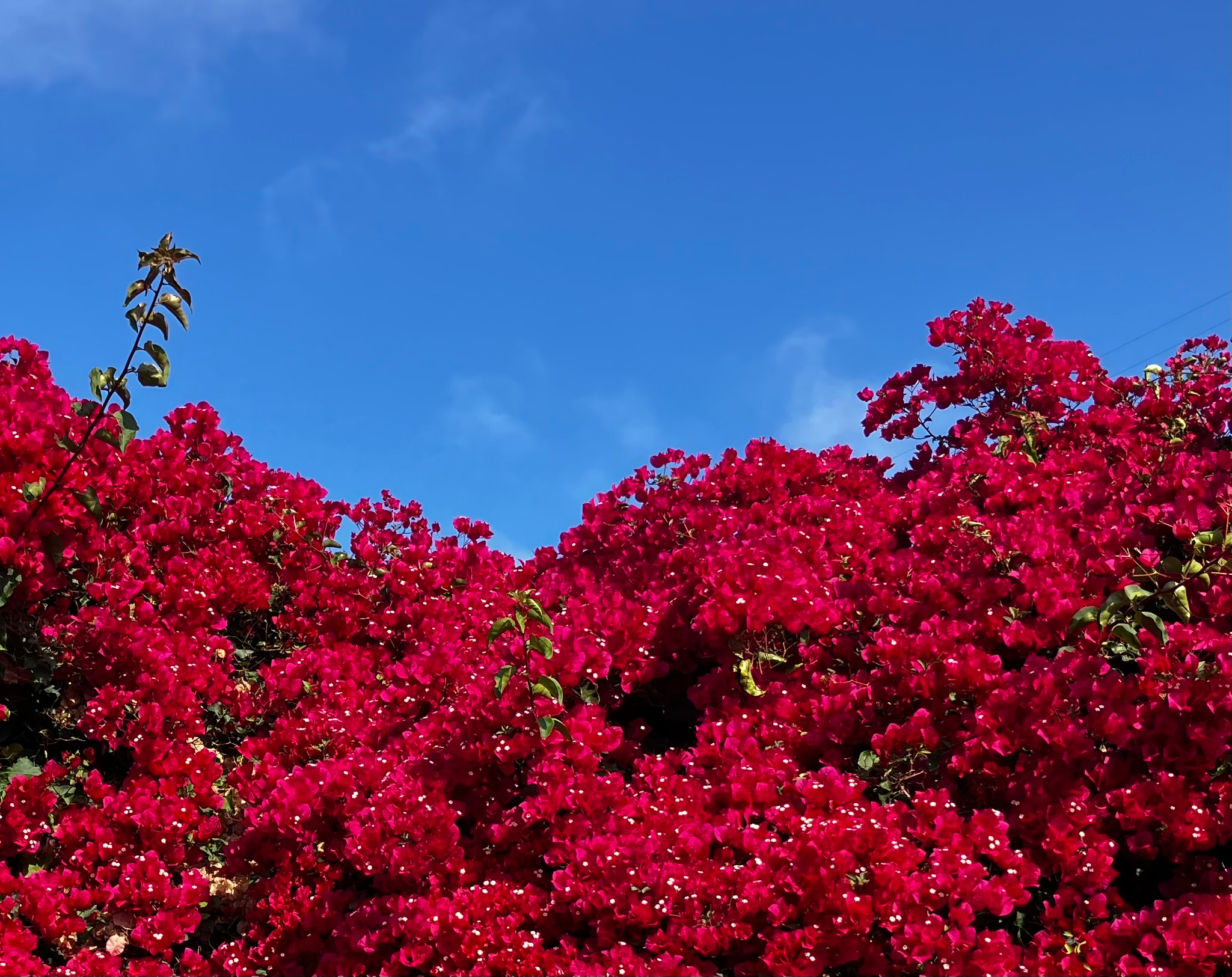 Blue sky and scarlet bougainvillea