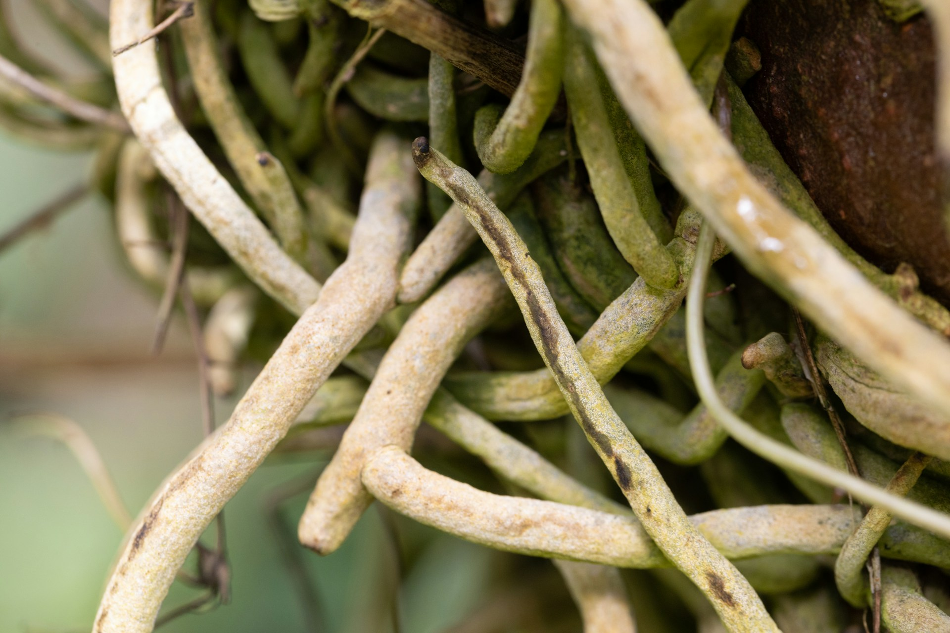 Tangled twigs