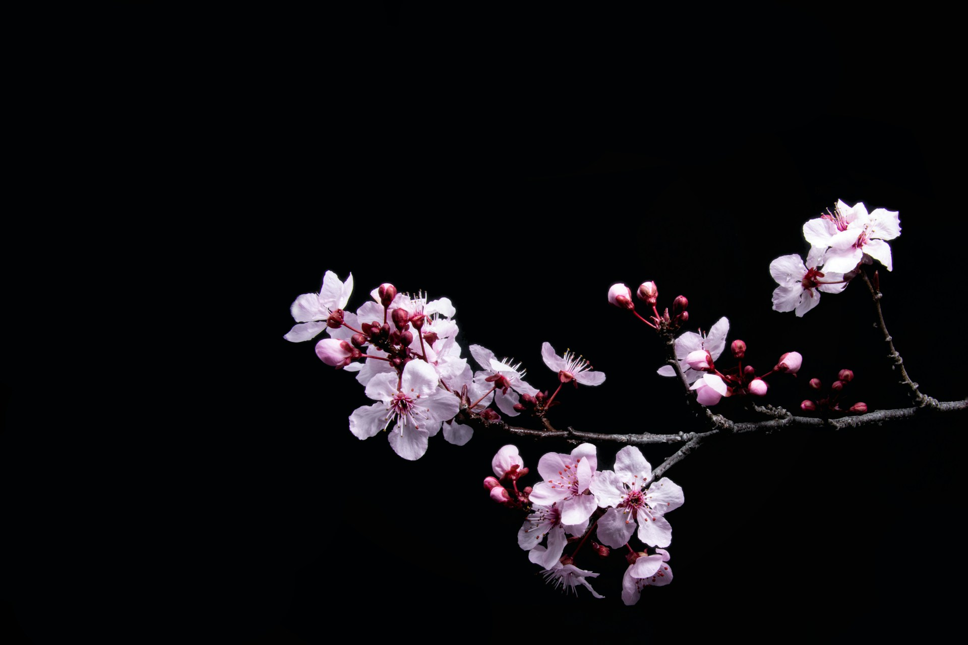 Photo of pink cherry blossoms on a black background