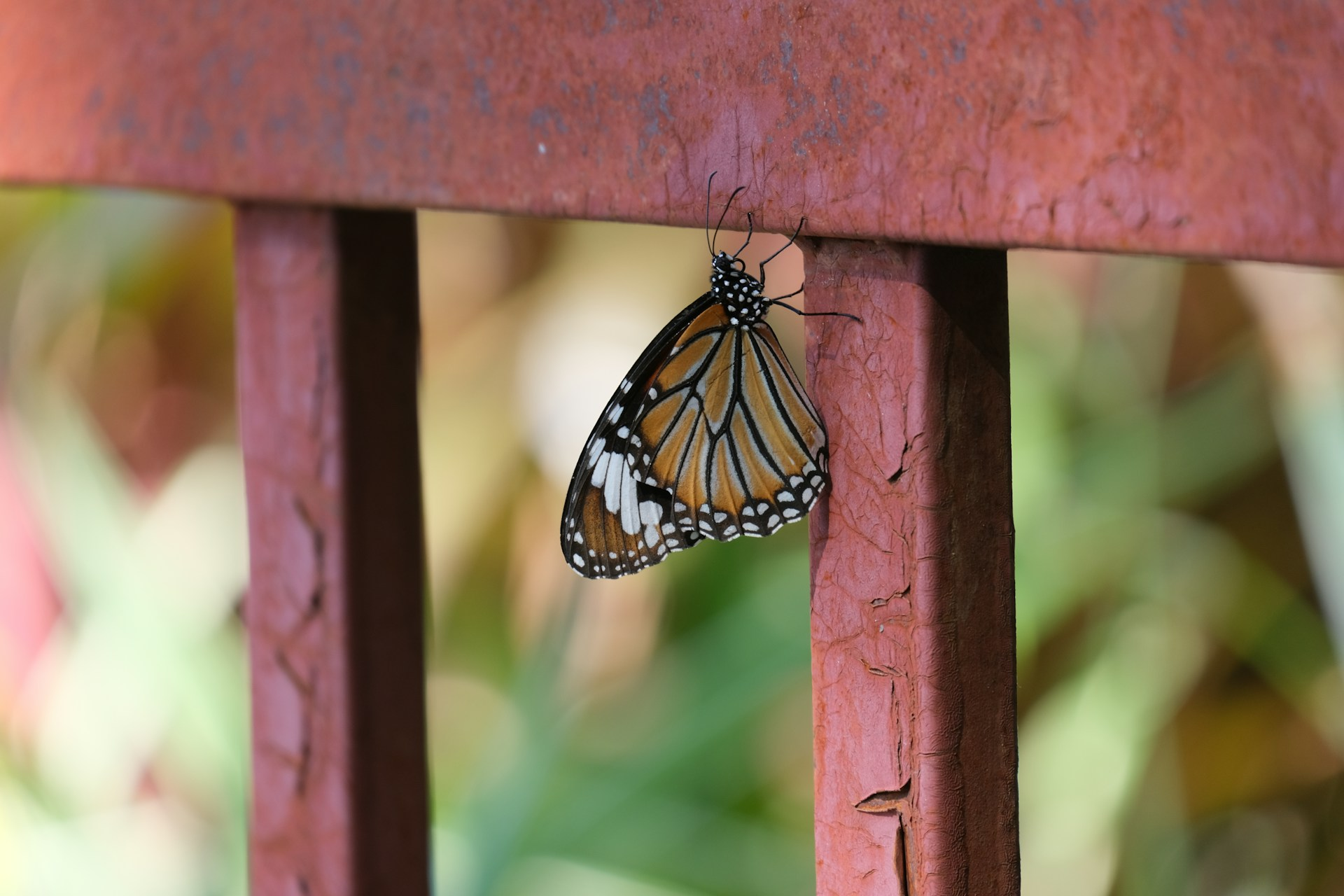 Monarch butterfly on a rusted fence